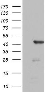 FEN1 Antibody in Western Blot (WB)