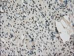 FERMT2 Antibody in Immunohistochemistry (Paraffin) (IHC (P))