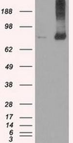 FERMT2 Antibody in Western Blot (WB)