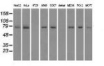 FERMT2 Antibody in Western Blot (WB)