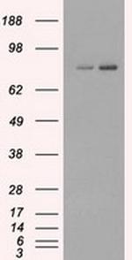 FERMT2 Antibody in Western Blot (WB)