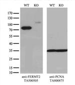 FERMT2 Antibody in Western Blot (WB)