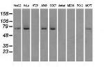 FERMT2 Antibody in Western Blot (WB)