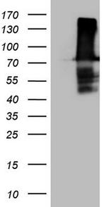 FERMT3 Antibody in Western Blot (WB)