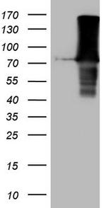 FERMT3 Antibody in Western Blot (WB)