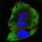 FER Antibody in Immunocytochemistry (ICC/IF)