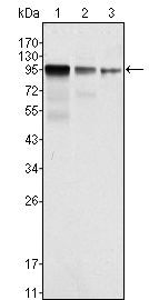 FER Antibody in Western Blot (WB)