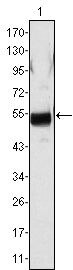 FIBB Antibody in Western Blot (WB)