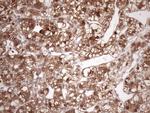 FGF13 Antibody in Immunohistochemistry (Paraffin) (IHC (P))