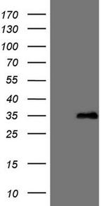 FGF13 Antibody in Western Blot (WB)