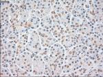 FGF2 Antibody in Immunohistochemistry (Paraffin) (IHC (P))