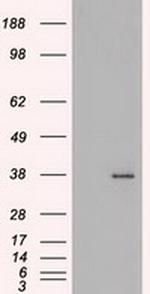 FGF2 Antibody in Western Blot (WB)