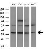 FGF2 Antibody in Western Blot (WB)