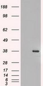 FGF2 Antibody in Western Blot (WB)