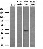 FGF2 Antibody in Western Blot (WB)