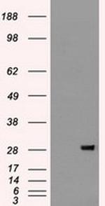 FGF2 Antibody in Western Blot (WB)