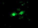 FGF21 Antibody in Immunocytochemistry (ICC/IF)