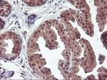 FGF21 Antibody in Immunohistochemistry (Paraffin) (IHC (P))