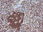 FGF21 Antibody in Immunohistochemistry (Paraffin) (IHC (P))