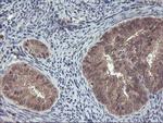 FGF21 Antibody in Immunohistochemistry (Paraffin) (IHC (P))