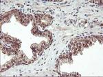 FGF21 Antibody in Immunohistochemistry (Paraffin) (IHC (P))