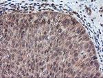 FGF21 Antibody in Immunohistochemistry (Paraffin) (IHC (P))