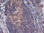 FGF21 Antibody in Immunohistochemistry (Paraffin) (IHC (P))