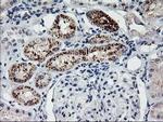 FGF21 Antibody in Immunohistochemistry (Paraffin) (IHC (P))