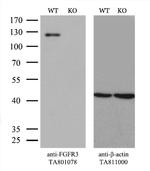 FGFR3 Antibody in Western Blot (WB)