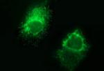 FGG Antibody in Immunocytochemistry (ICC/IF)