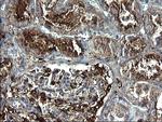 FGG Antibody in Immunohistochemistry (Paraffin) (IHC (P))