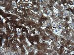 FGG Antibody in Immunohistochemistry (Paraffin) (IHC (P))