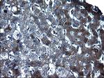 FGG Antibody in Immunohistochemistry (Paraffin) (IHC (P))