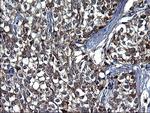 FGG Antibody in Immunohistochemistry (Paraffin) (IHC (P))