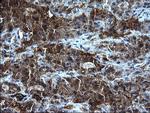 FGG Antibody in Immunohistochemistry (Paraffin) (IHC (P))