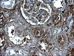 FGG Antibody in Immunohistochemistry (Paraffin) (IHC (P))