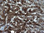 FGG Antibody in Immunohistochemistry (Paraffin) (IHC (P))