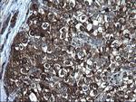 FGG Antibody in Immunohistochemistry (Paraffin) (IHC (P))