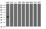 FGG Antibody in Western Blot (WB)