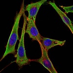 Fibrinogen gamma Antibody in Immunocytochemistry (ICC/IF)