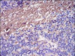 Fibrinogen gamma Antibody in Immunohistochemistry (Paraffin) (IHC (P))