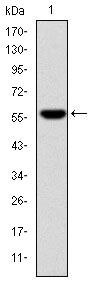 Fibrinogen gamma Antibody in Western Blot (WB)