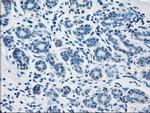 FH Antibody in Immunohistochemistry (Paraffin) (IHC (P))