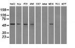 FH Antibody in Western Blot (WB)