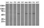 FH Antibody in Western Blot (WB)