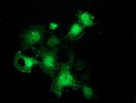 FHL1 Antibody in Immunocytochemistry (ICC/IF)