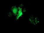 FHL1 Antibody in Immunocytochemistry (ICC/IF)