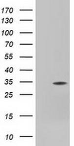 FHL1 Antibody in Western Blot (WB)