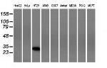 FHL1 Antibody in Western Blot (WB)