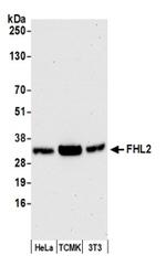 FHL2 Antibody in Western Blot (WB)